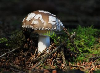 This Season’s New Makeup Craze Is… Fungus?