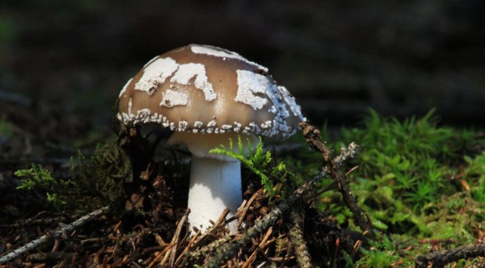 This Season’s New Makeup Craze Is… Fungus?